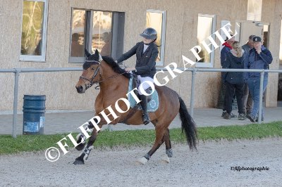 Tag des Pferdes-FM1-0029